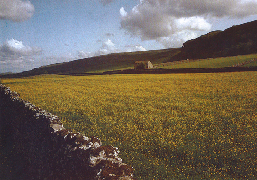 Early summer in Littondale postcards
